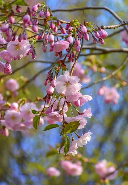 Sakura blossom in the "Garden of Friendship" in St. Petersburg o — Stock Photo, Image