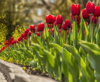Çiçek tarlasında bir sürü kırmızı lale. 