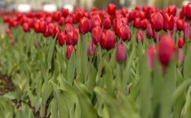 Çiçek tarlasında bir sürü kırmızı lale. 