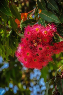 Avustralya 'da çiçek açan okaliptüs ağacı. 