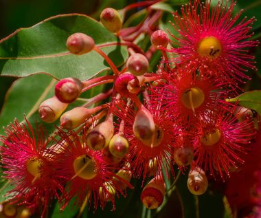 Avustralya 'da çiçek açan okaliptüs ağacı. 