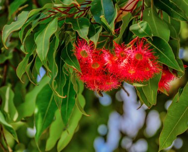 Avustralya 'da çiçek açan okaliptüs ağacı. 