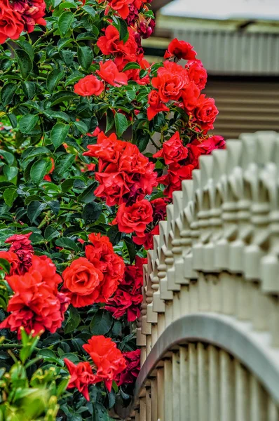 A bush of red roses growing near a beautiful fence. — Stock Photo, Image