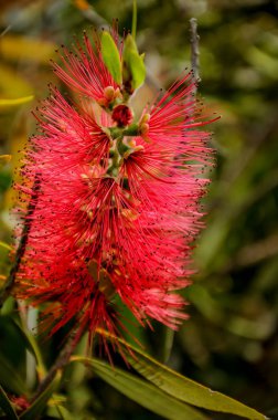 Callistemon, ebediyete kadar yeşil çalıların veya küçük ağaçların bir cinsidir.
