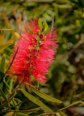 Callistemon, ebediyete kadar yeşil çalıların veya küçük ağaçların bir cinsidir.