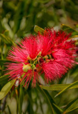 Callistemon, ebediyete kadar yeşil çalıların veya küçük ağaçların bir cinsidir.