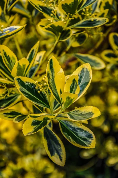 Japonský Euonymus. Austrálie, stát Victoria. — Stock fotografie