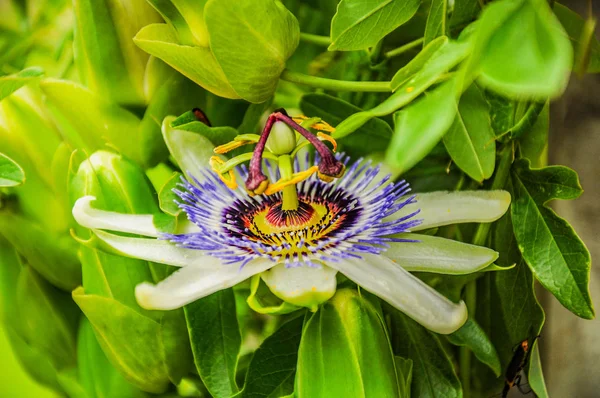 Lianovidny bitki tüm yıl boyunca çiçekli. Vatan