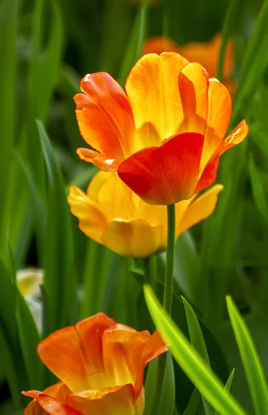 Festival da tulipa em São Petersburgo na ilha de Elagin . — Fotografia de Stock