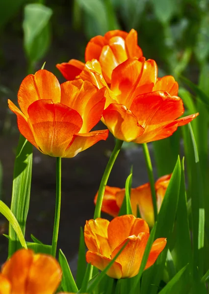 Festival da tulipa em São Petersburgo na ilha de Elagin . — Fotografia de Stock