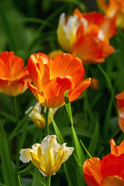 Tulpenfest in st. petersburg auf elagin insel. — Stockfoto