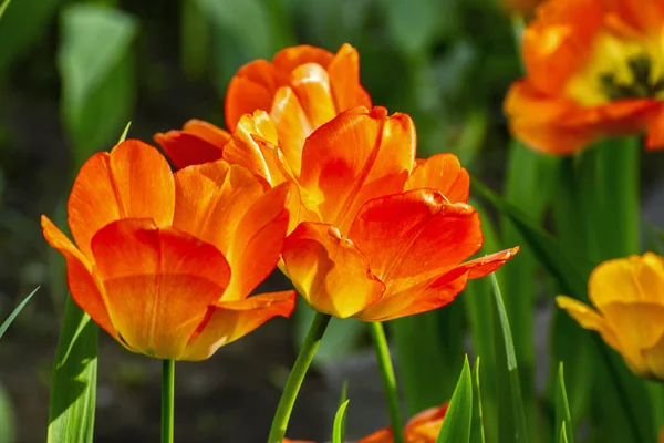 Tulpenfest in st. petersburg auf elagin insel. — Stockfoto