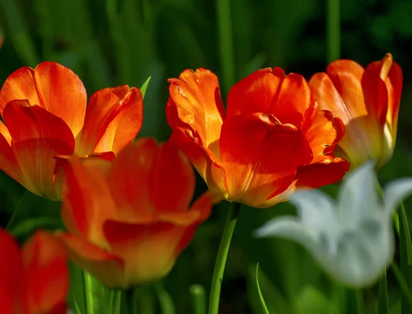 Tulpenfest in st. petersburg auf elagin insel. — Stockfoto