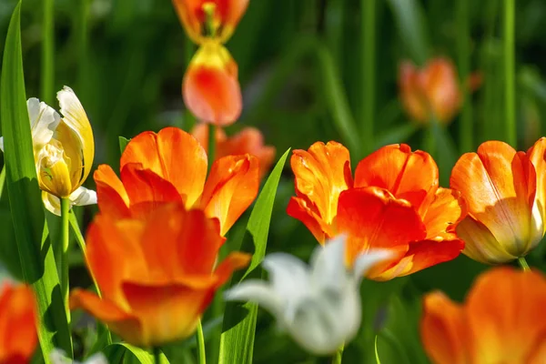 Tulpenfest in st. petersburg auf elagin insel. — Stockfoto