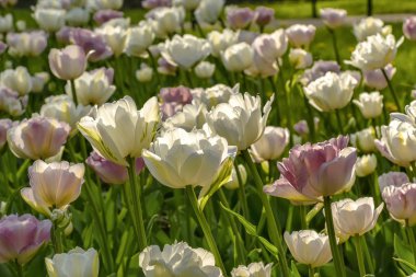 Lale festivali St. Petersburg 'da Elagin' deki halk parkında