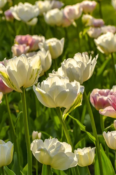 Tulipán festival en San Petersburgo en el parque público en Elagin es — Foto de Stock