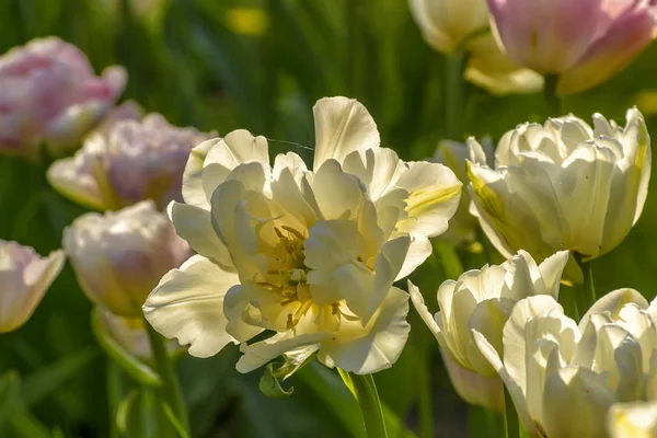 Tulip festival in St. Petersburg in the public Park on Elagin is