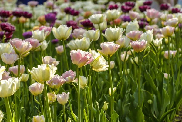 Tulip festival in St. Petersburg in the public Park on Elagin is