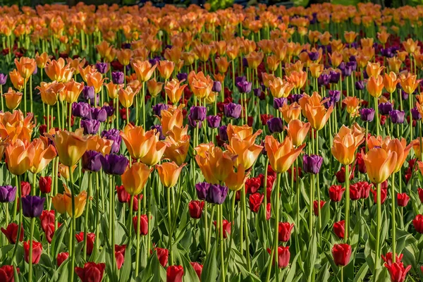 Festival des tulipes à Saint-Pétersbourg sur l'île d'Elagin . — Photo