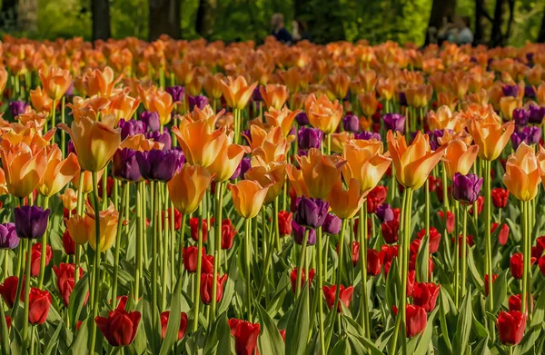 Festival des tulipes à Saint-Pétersbourg sur l'île d'Elagin . — Photo