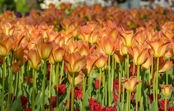 Festival del tulipán en San Petersburgo en la isla de Elagin . — Foto de Stock