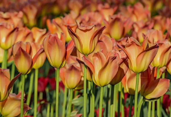 Festival des tulipes à Saint-Pétersbourg sur l'île d'Elagin . — Photo