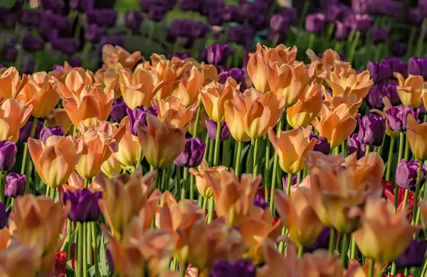 Festival des tulipes à Saint-Pétersbourg sur l'île d'Elagin . — Photo