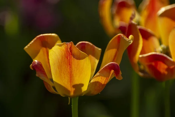 Tulpenfest in St. petersburg im Stadtpark auf elagin ist — Stockfoto