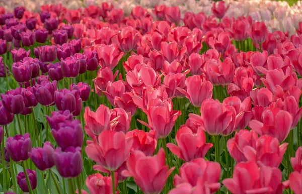 Festival de tulipes à Saint-Pétersbourg dans le parc public sur Elagin est — Photo