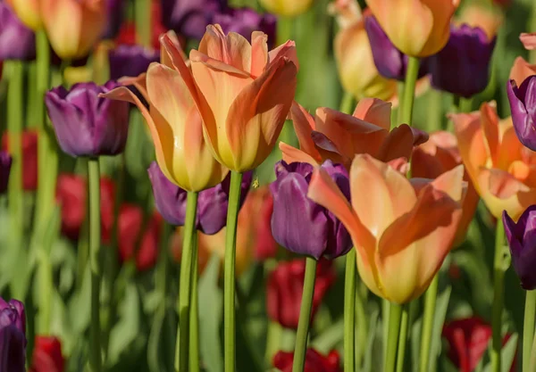 Tulpenfest in st. petersburg auf elagin insel. — Stockfoto