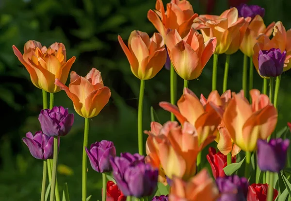 Tulpenfest in st. petersburg auf elagin insel. — Stockfoto