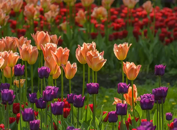 Festival des tulipes à Saint-Pétersbourg sur l'île d'Elagin . — Photo