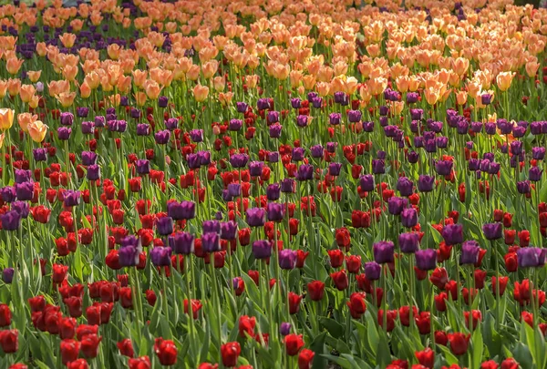 Festival del tulipán en San Petersburgo en la isla de Elagin . —  Fotos de Stock