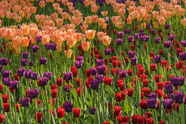Festival tulipánů v Petrohradě na ostrově Elagin. — Stock fotografie