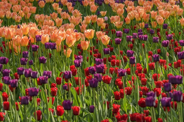 Festa del tulipano a San Pietroburgo sull'isola di Elagin . — Foto Stock