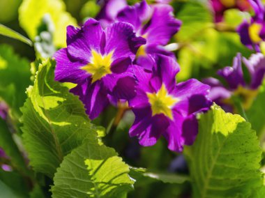 Şehir çimlerinde bahar çiçekleri. 