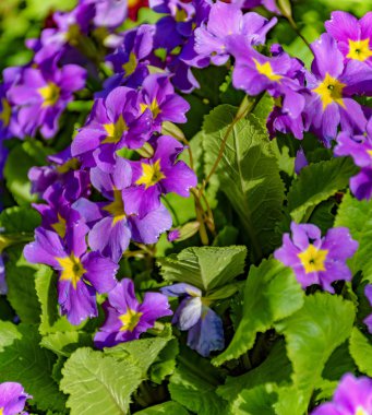 Şehir çimlerinde bahar çiçekleri. 