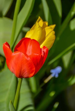 Şehir çimlerinde bahar çiçekleri. 