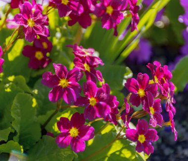 Şehir çimlerinde bahar çiçekleri. 