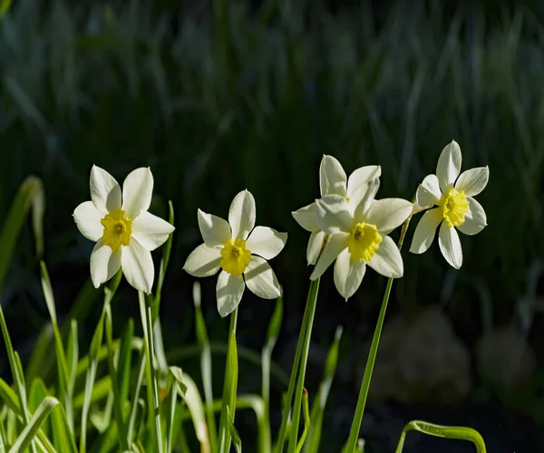 Frühlingsblumen auf städtischen Rasenflächen. — Stockfoto