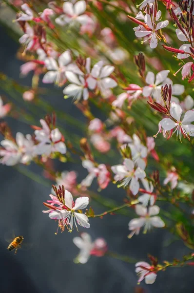 La flor parece ingrávida, flotando como una polilla delicada . — Foto de Stock