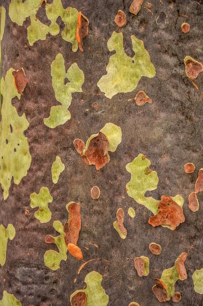 Ensaio de tronco de eucalipto com crosta fresca a voar . — Fotografia de Stock