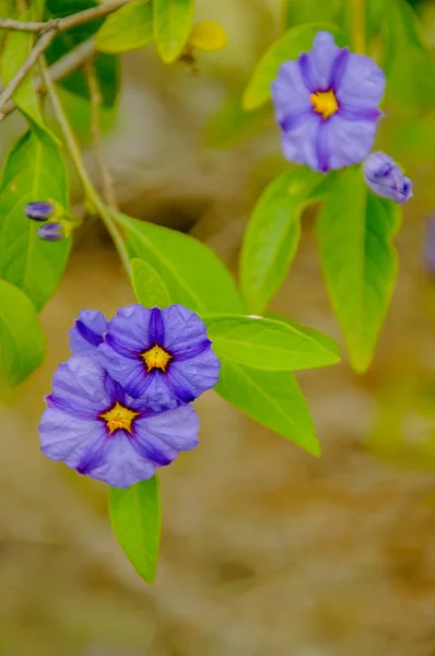 Gentian solanaceae; or potato tree. A large perennial and sprawl — Stock Photo, Image