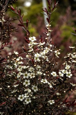 Leptospermum Burgundy - Burgundy 'li çekici uzun bir çalılık