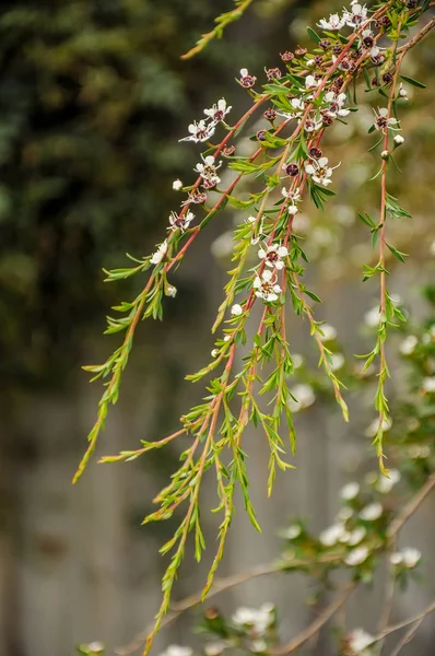 Leptospermum Borgoña - Un atractivo arbusto alto con borgoña fo — Foto de Stock