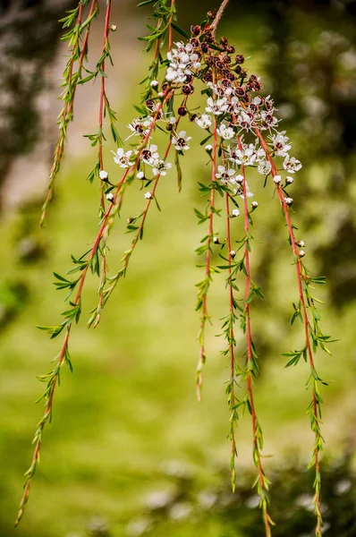 Leptospermum Borgoña - Un atractivo arbusto alto con borgoña fo — Foto de Stock