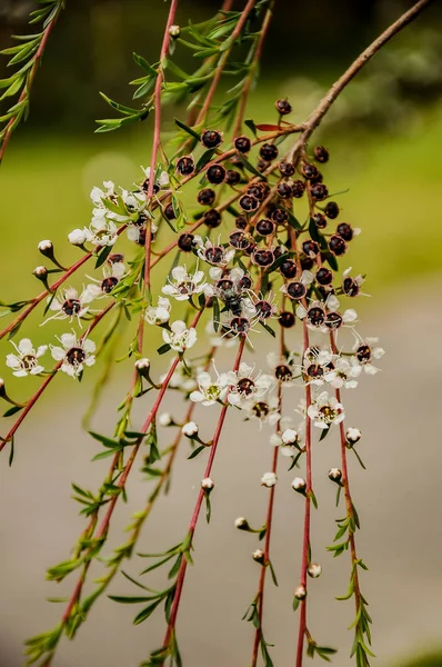 Leptospermum Borgoña - Un atractivo arbusto alto con borgoña fo — Foto de Stock