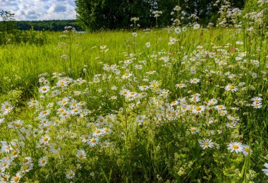Papatya çayı, kediotu, ahududu ve diğer kır çiçekleri