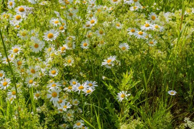 Papatya çayı, kediotu, ahududu ve diğer kır çiçekleri