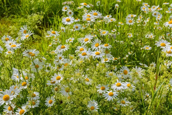 Camomille des prés, valériane, framboise et autres fleurs sauvages sur une — Photo